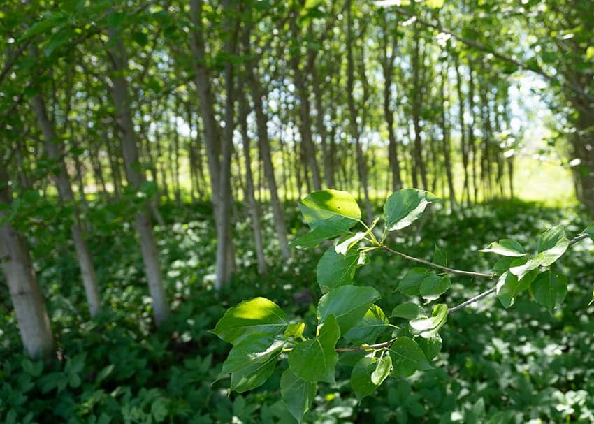 Карпатський ліс — джерело сировини